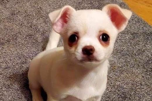 Barbie, chihuahua, female, two months old. Picture from Animal Care Lancaster.