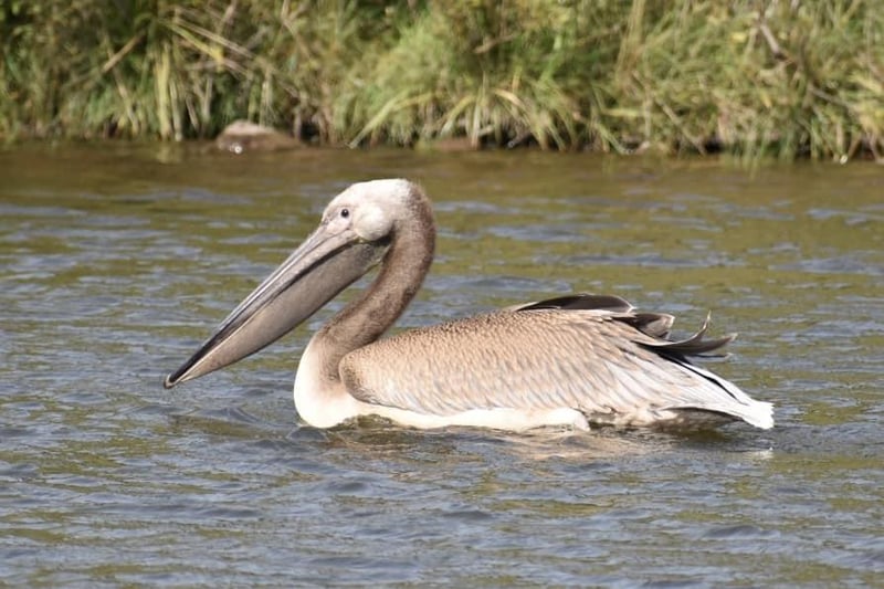 The pelican in close-up.