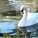 Swan at Crow Nest Park, by Dawn Simpson Dewsbury.