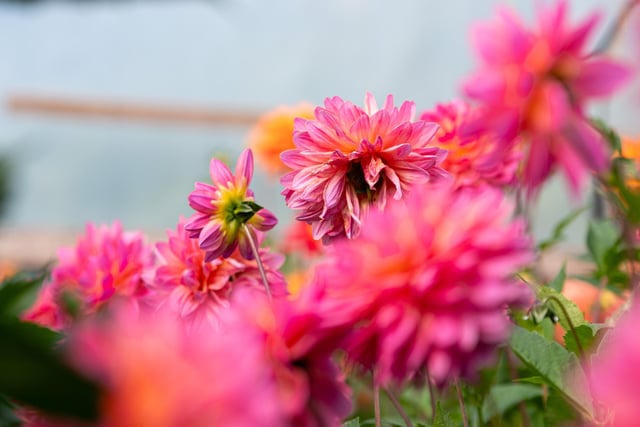 These dahlias are in the pink.