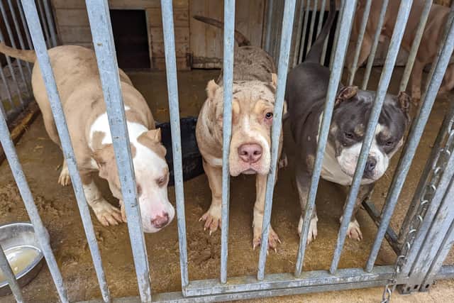 The bullbreeds found at Crawford's home.