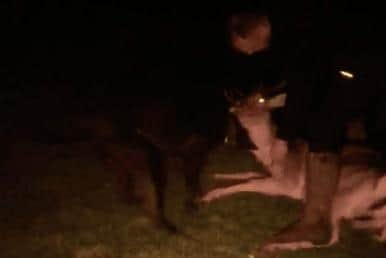 A still from one of the videos released by the RSPCA shows two men restraining a deer before it is killed.