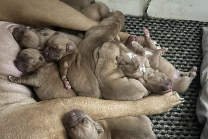 Hannah Thiss shared this picture of her 11 new fur babies who were born on Boxing Day.