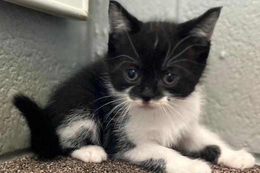 Bettykit2, DSH , male , one month old. Picture from Animal Care Lancaster.