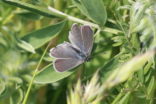 Small blue, the country's smallest butterfly.
