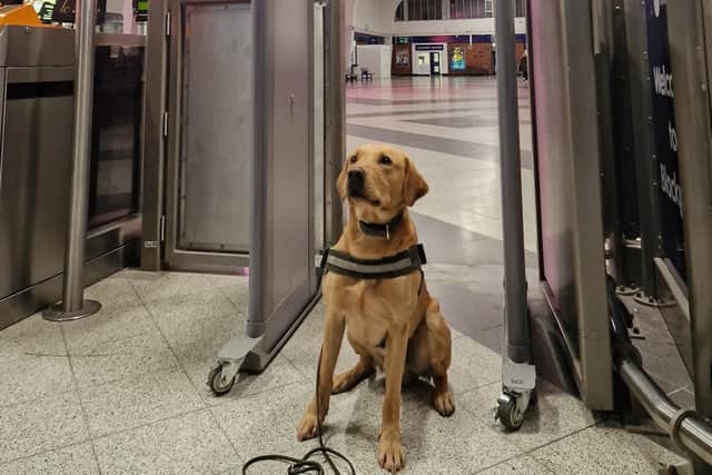 British Transport Police's PD Ash at Blackpool North Train Station. Picture from Lancashire Police.
