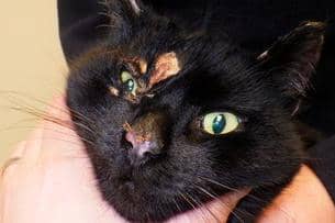 Benny the cat was left in excruciating pain for five days after having boiling water poured on him in a deliberate attack. Picture from RSCPA.