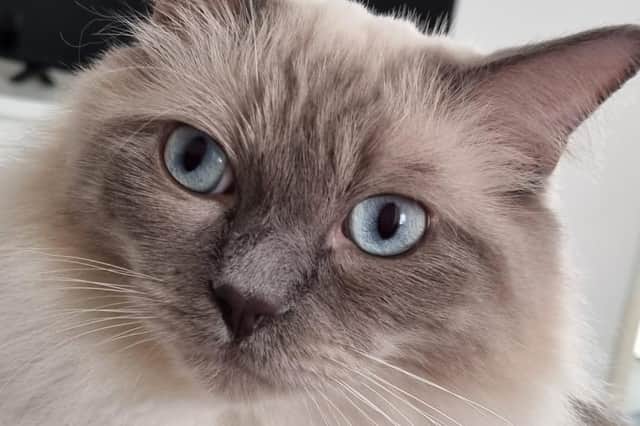 Niko the ragdoll cat is missing from Morecambe.