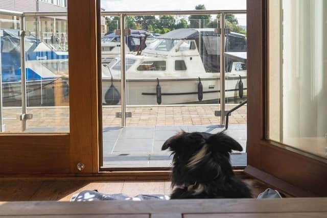 Paddy the dog enjoying the view at Tewitfield Marina near Carnforth.