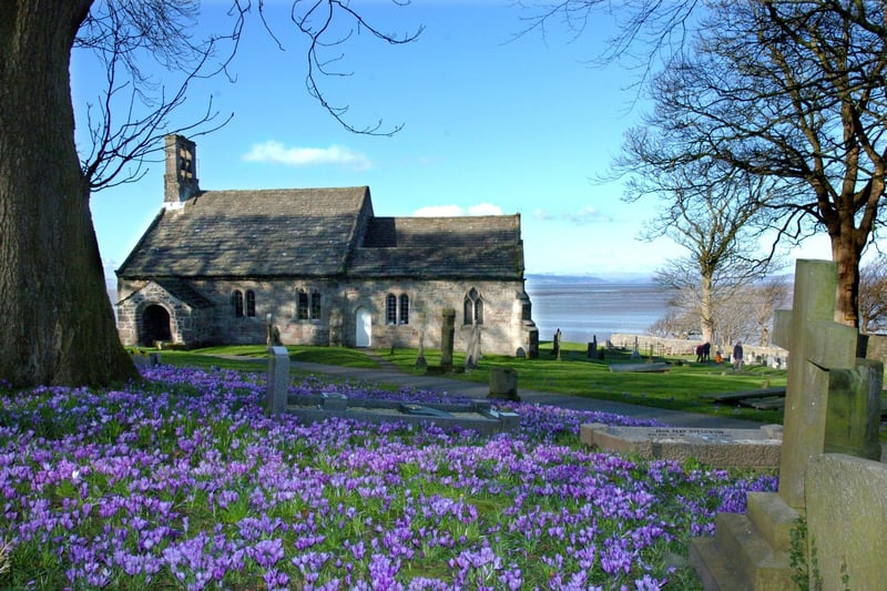 Purple crocuses provide a splash of springtime colour at St Peter's Church in Heysham.