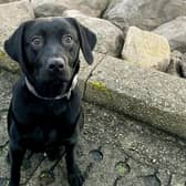 A family are appealing for help to save their beloved puppy which needs two hip replacements.