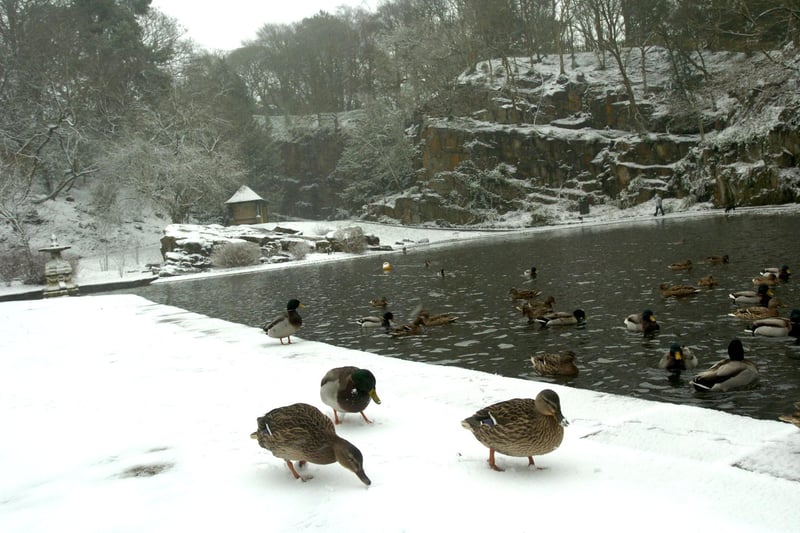 Ducks in Williamson Park after a brief snowfall.