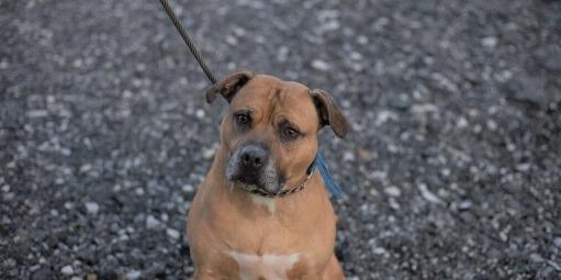 Rubble is a medium sized bull type. He can be very playful on the lead so needs some more training. He loves people and can be fine with other dogs when introduced properly.