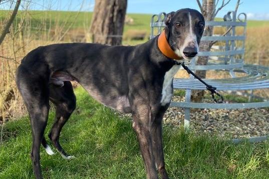 Badger is a greyhound, male, four years and one month old. Picture courtesy of Animal Care Lancaster.