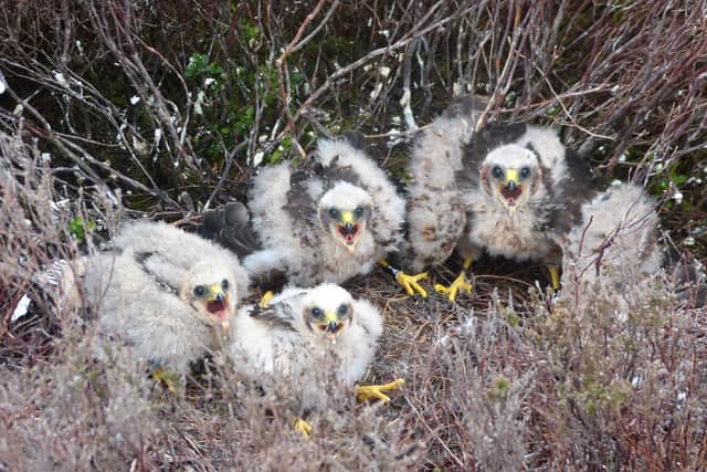 Hen harrier chicks at Bowland. Chicks like this were beaten to death in their nest in the Yorkshire Dales National Park.