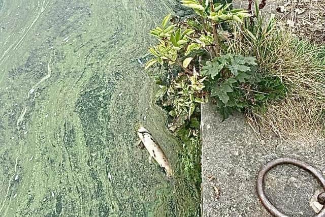 Dead fish and excessive algae growth at Glasson Marina.