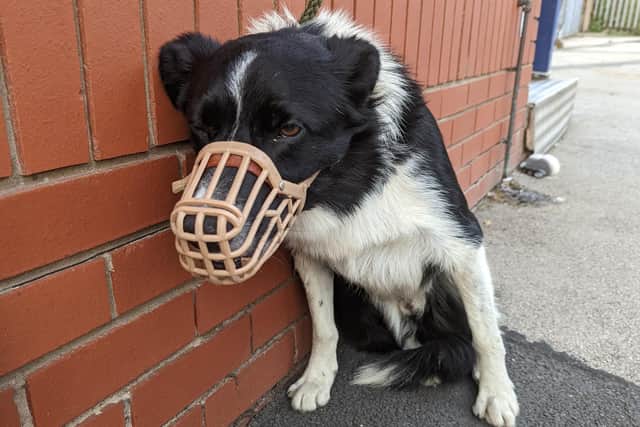 Reggie would cry out in pain after attempting to walk just a few metres. His owner has been banned from keeping dogs for four years. Picture from RSPCA.