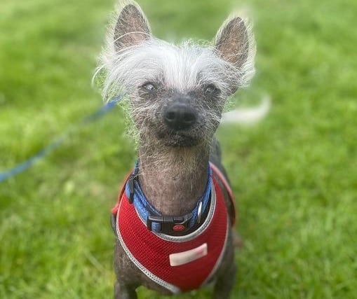 Thomas, Chinese crested , male , nine years two months old.  Thomas and Holly are looking for a new home as the only pets.