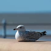 A seagull on Morecambe promenade takes in some rays.
