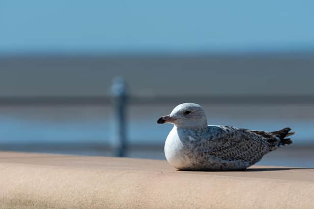 A seagull on Morecambe promenade takes in some rays.