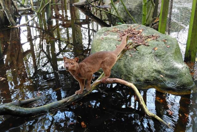 Perdy the fossa on a log at Lakeland Wildlife Oasis.