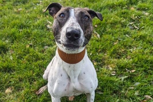 Jovie is a Lurcher , female , one year seven months old.