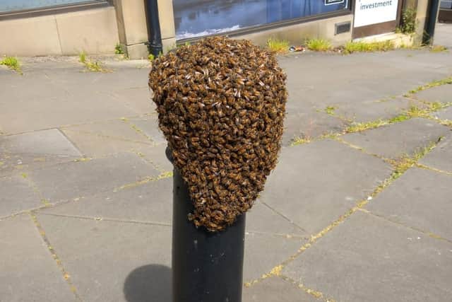 The swarm of bees on a bollard in Church Street, Lancaster. Photo: Lancaster Beekeepers