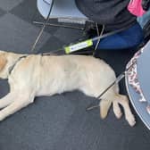 A guide dog at one of the community conversations about disability access at Lancaster University.