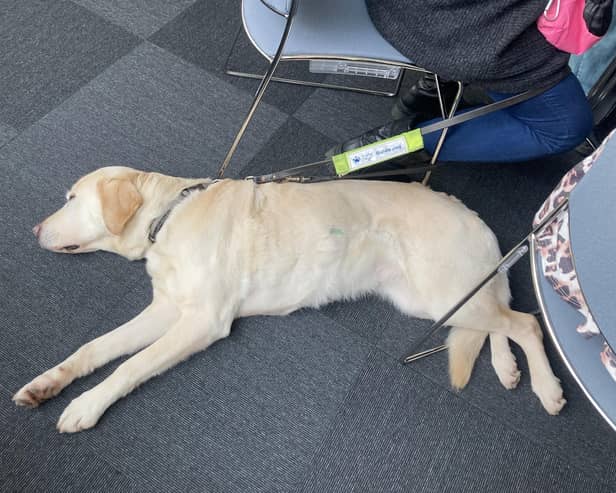 A guide dog at one of the community conversations about disability access at Lancaster University.