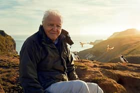 Sir David Attenborough, filming for Wild Isles series, next to Common puffins (Fratercula arctica), Skomer Island, off Pembrokeshire coast, Wales