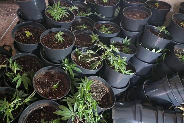 Some of the cannabis plants that were found in the Euston Road building.