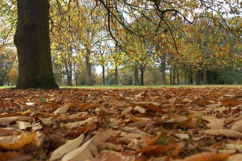 Autumnal leaves cover the ground in Ryelands Park.