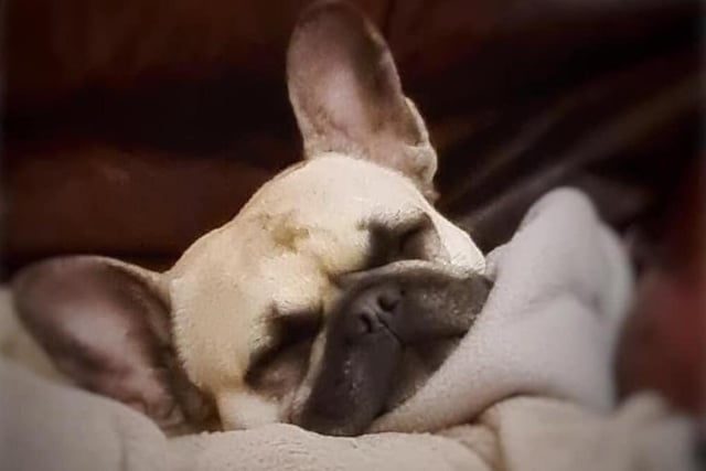 Nigel Jackson sent in this picture of French Bulldog Dotty.