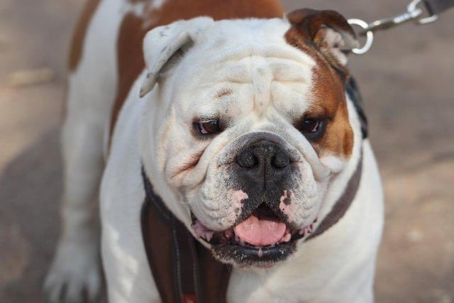 Bulldogs are a popular breed for thieves with a prices tag of around £2,221.