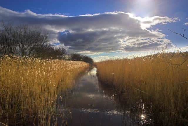 Reedbeds, Leighton Moss RSPB reserve, Carnforth, Lancashire. The RSPB has named its Leighton Moss reserve as one of the best to visit in autumn for its awesome sunsets and golden hues reflected across the wetland pools Picture: BEN HALL/RSPB:Leighton Moss