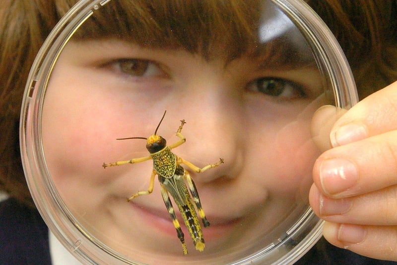 West End Primary School pupil, Dina Rawes (10), examines a colourful locust during an event at Lancaster University as part of Science Week