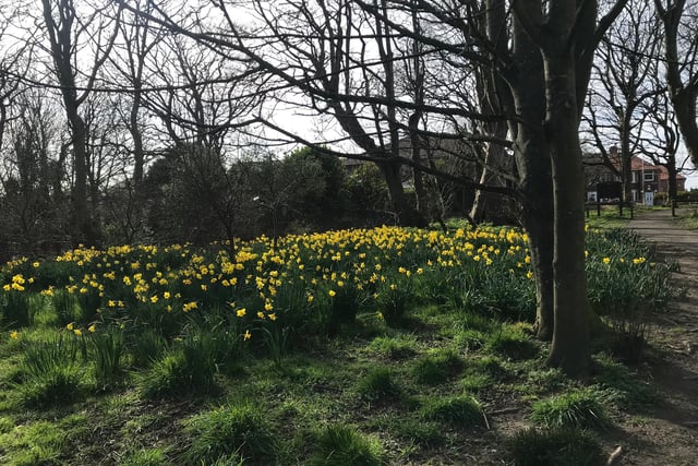 Daffodils in full bloom in Bispham's Community Orchard on the North Blackpool Pond Trail