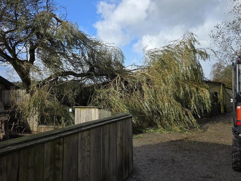 Two large limbs of a giant weeping willow tree landed on the African Aviary at Lakeland Wildlife Oasis. Photo: Lakeland Wildlife Oasis.