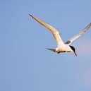 A common tern. Photo: David Tipling