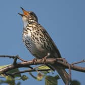 Experience a symphony of birdsong at RSPB Leighton Moss and learn about spectacular wildlife.