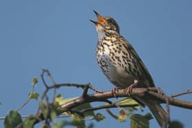 Experience a symphony of birdsong at RSPB Leighton Moss and learn about spectacular wildlife.