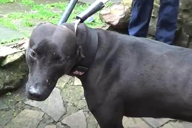 Hector, a black lurcher was seized by the RSPCA during the investigation.