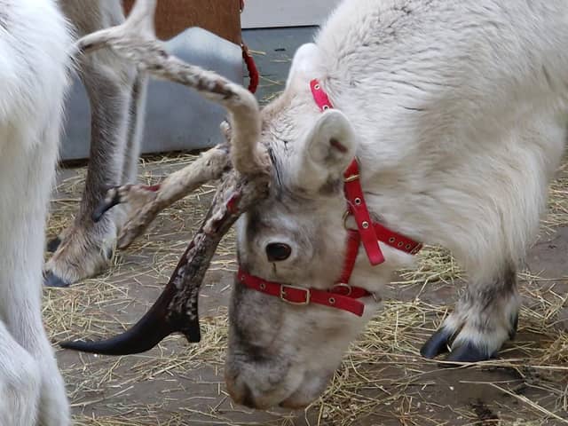 One of the reindeer on display in St Nicholas Arcades.