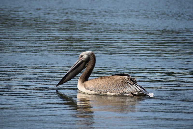 The pelican is 4ft tall with a wingspan of around 5ft.