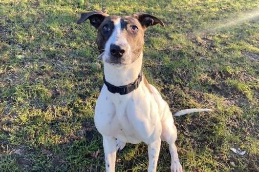 Jovie is a Lurcher , female , one year two months old. Picture from Animal Care Lancaster.