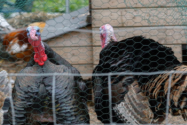 Turkeys at Greenlands Farm.