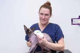 Clinical director Helen Griffin scanning for a microchip in Dobby, a Sphynx.