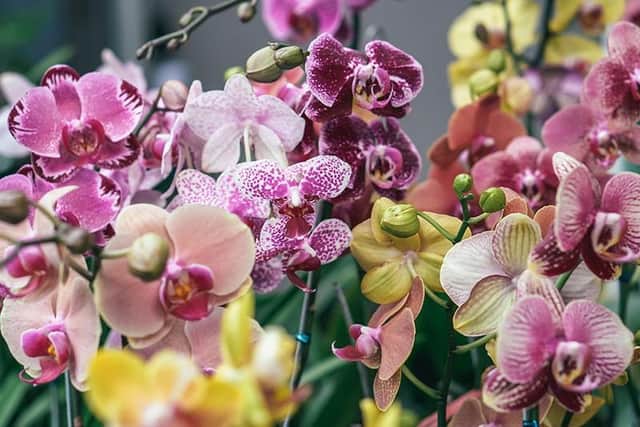 Orchid Day comes to Beetham Nurseries near Carnforth this Saturday, (January 14).