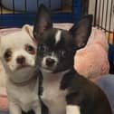 Ken and Barbie are a very sweet pair of nine week old Chihuahua puppies. Ken has been adopted but Barbie is still looking for a new home. Picture from Animal Care Lancaster.