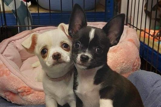 Ken and Barbie are a very sweet pair of nine week old Chihuahua puppies. Ken has been adopted but Barbie is still looking for a new home. Picture from Animal Care Lancaster.